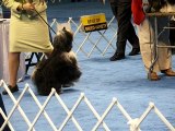 Tibetan Terrier