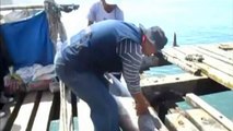 Hundreds of dolphins washed up on beaches in Peru