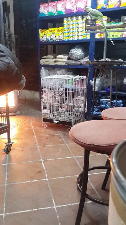 African Grey Talking Parrot For Sale