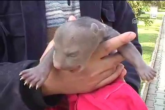 Yavru ayı, koruma altında