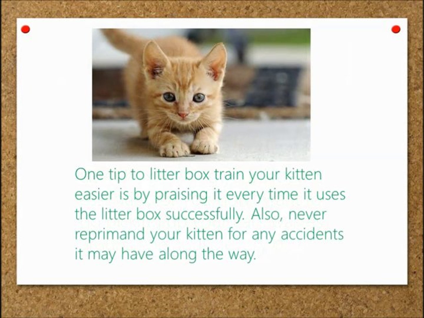 ⁣Kitten Training Tips