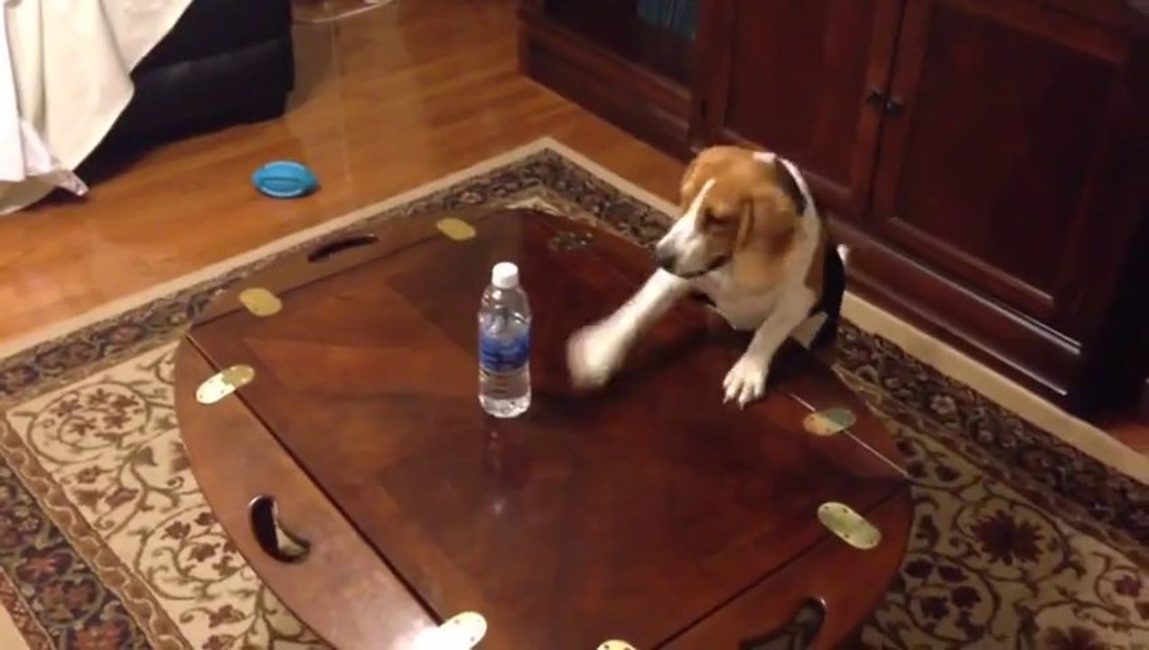 Dog Vs Water Bottles. Hilarious puppy!