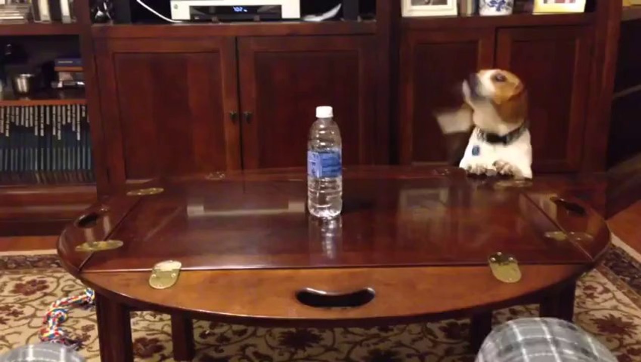 Un chien qui adore les bouteilles d'eau!