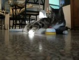 Guardate questo gatto come chiede il cibo. Incredibile