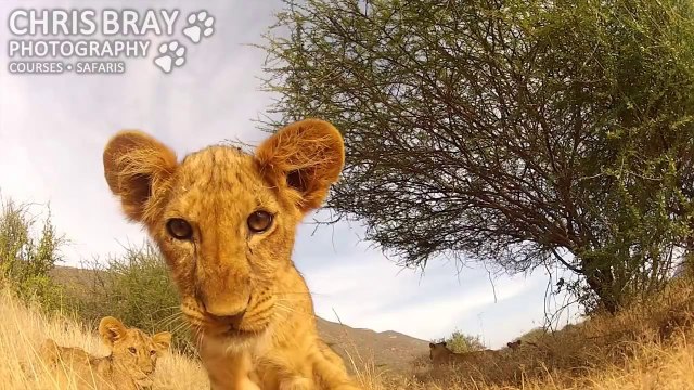 Inquisitive Lion Cubs Investigate a GoPro