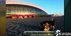 Is Russia Catching And Killing Stray Dogs Ahead of Olympics?