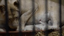 Naissance de trois lionceaux blancs en Pologne