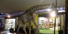 Les clients hallucinent : une girafe s'invite dans le restaurant !