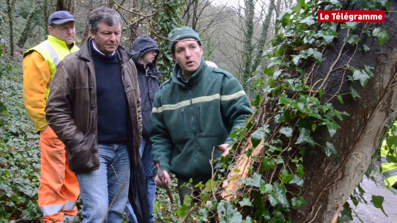 Saint-Brieuc. Christophe Guézou entretient les forêts
