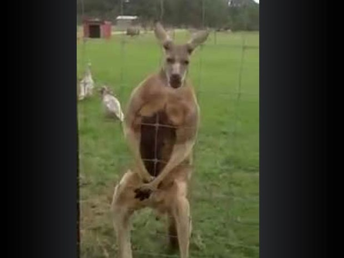 Kangourou Muscle Video Dailymotion