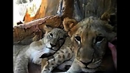Lion Cub Chewing Sibling's Tail