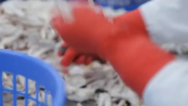 Tavuk Ayağı ve Yumurta Fiyatları