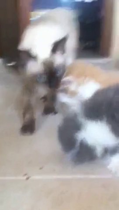 Cute Kitty Kitten