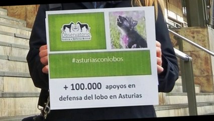 100000 Firmas en defensa de los LOBOS en Asturias
