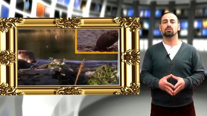 DOGADAKİ MİMARLAR; KUNDUZLAR