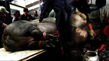 Traditional Chinese Contest Slaughters Giant Pigs for No Good Reason