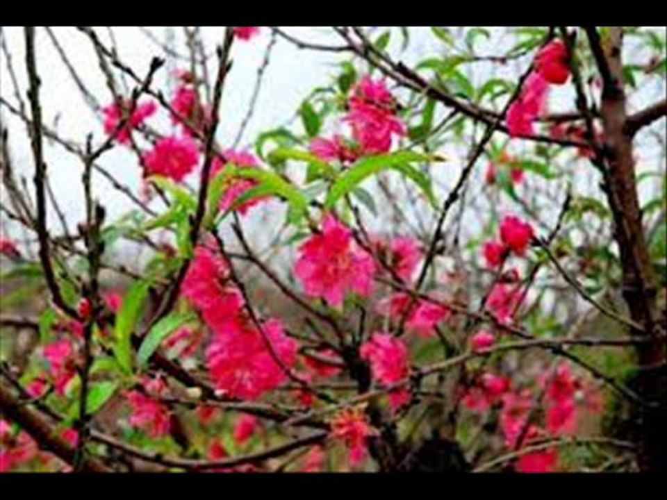 lắp mạng fpt đống đa phường trung tự