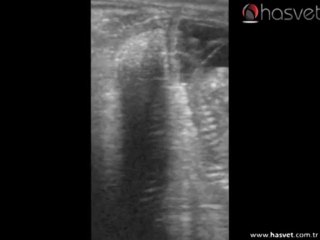 Hasvet 838 Vet. Ultrason Cihazı Kayıt Görüntüleri