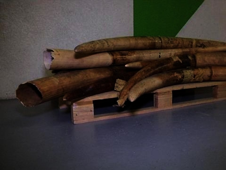 Ivoire: cérémonie à Paris pour détruire un stock de 3 tonnes de défenses d'éléphant - 06/02