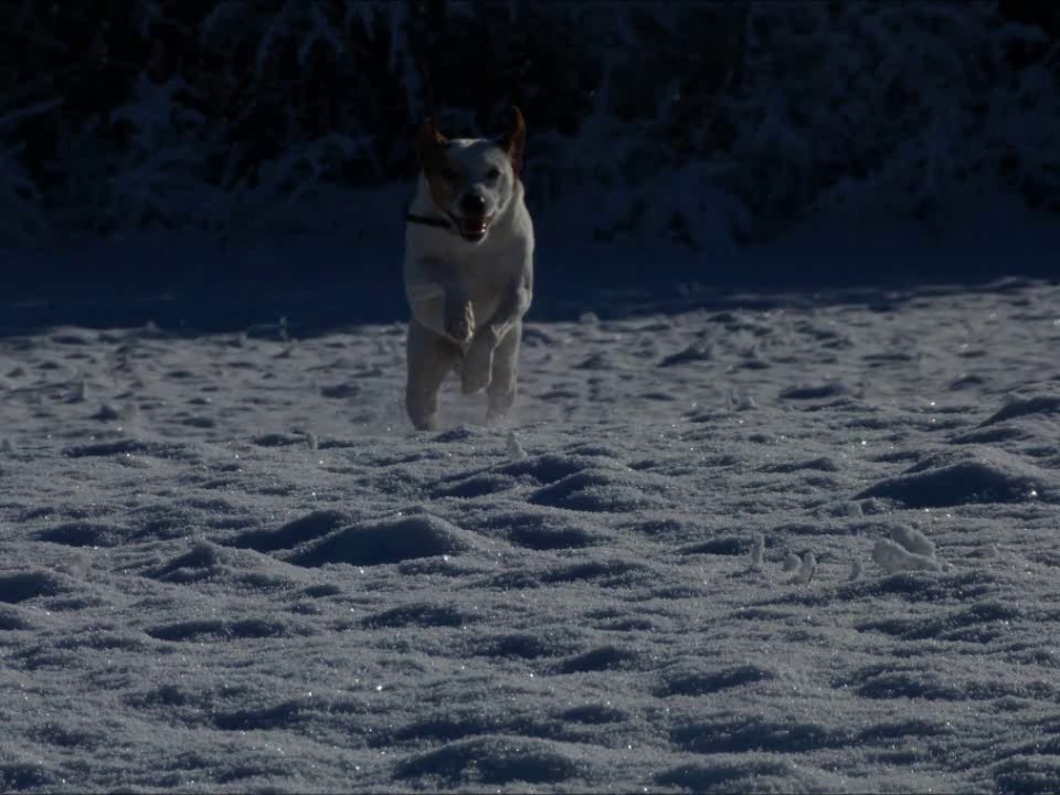 Balade dans la neige