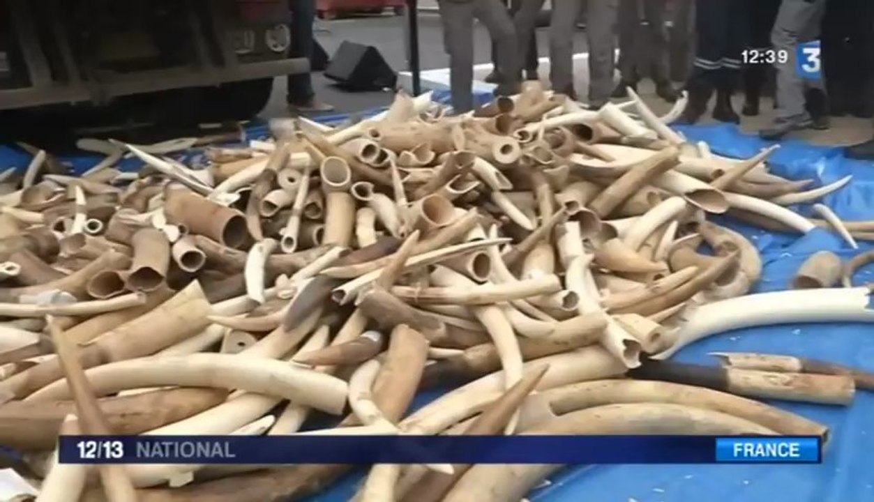 Trois tonnes d'ivoire illégal détruites en France