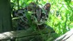 Un chat-tigre dérobé au Domaine des fauves
