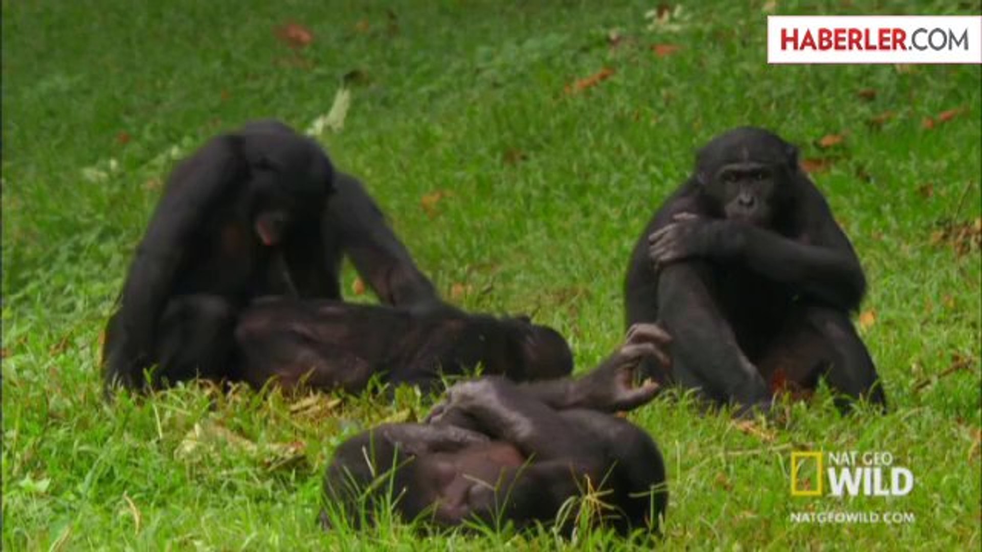 Viktoriya Bonni porno videosini tomosha qiling 2