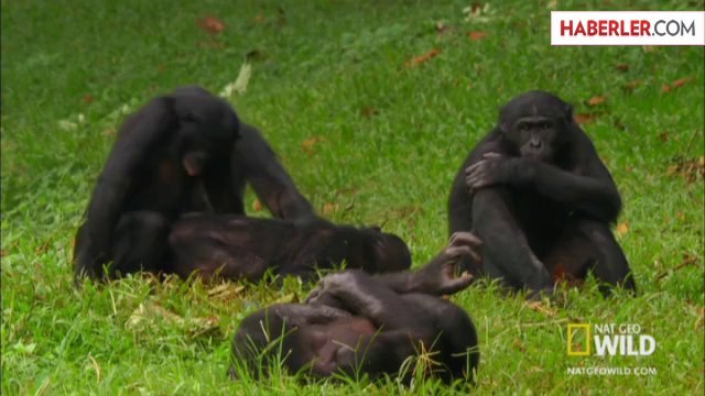 Katta sikli gey porno