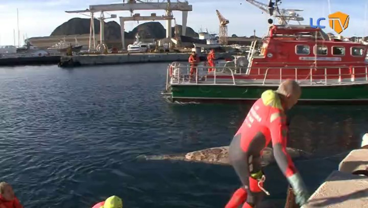 LCTV - Un globicéphale échoué sur la plage du Mugel à La Ciotat