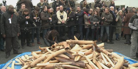 La France détruit trois tonnes d'ivoire illégal