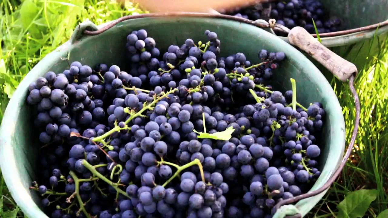 Trailer 2  DVD Start Gärung (Jetzt auf DVD)