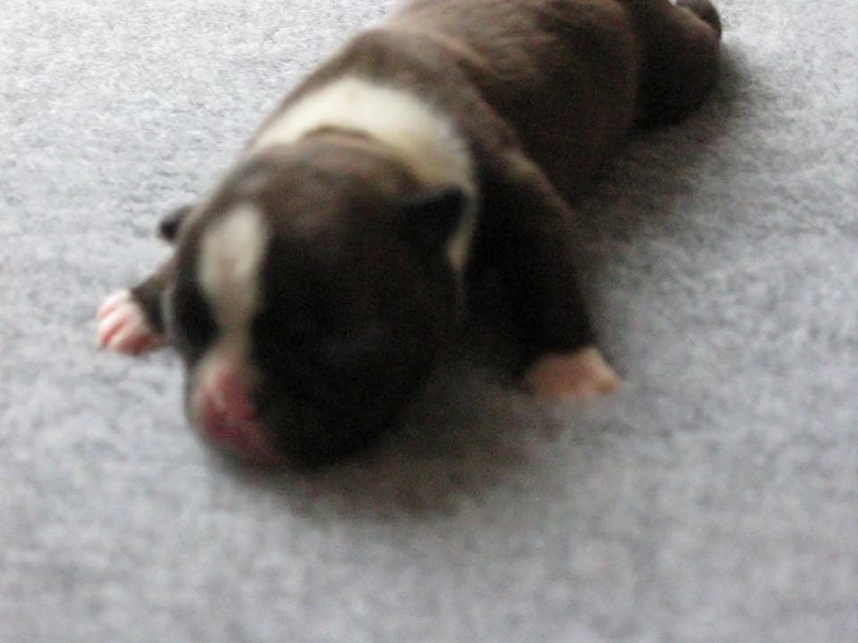 BB Brune