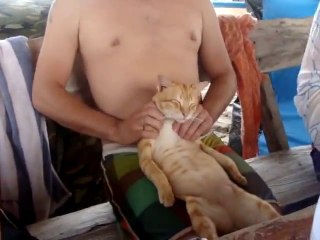 Sahibine Masaj Yaptıran Kedi