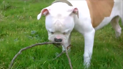 (arkos) bouledog americain