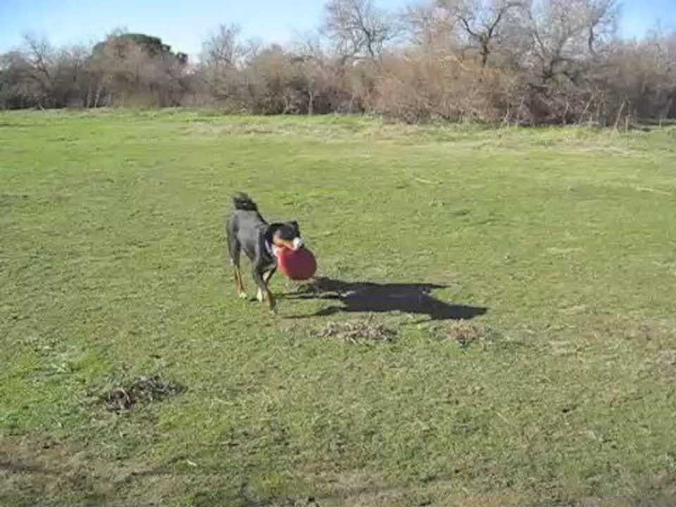 Frisbee gagné ! et dis-pa-ru
