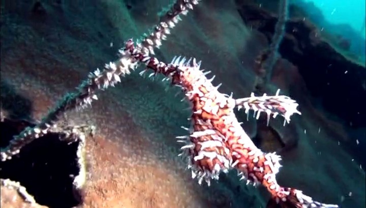 Plongées Thaïlande 2013 MKP