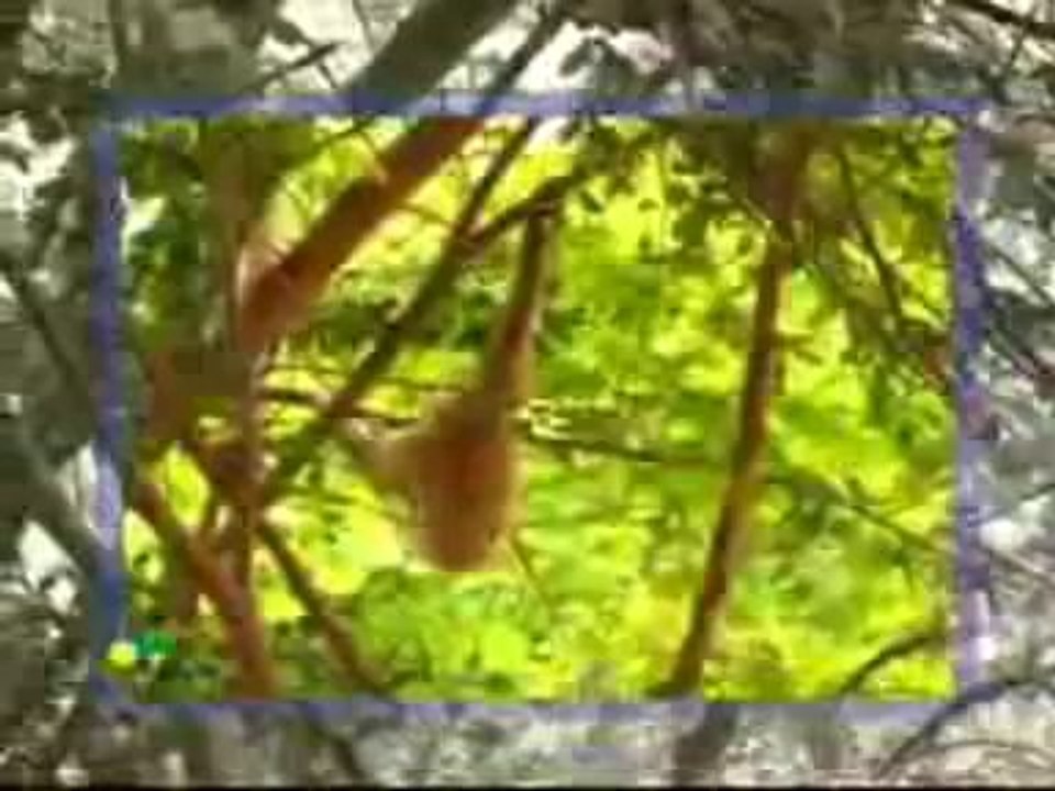 Incredibile. Guardate un pò cosa fa questa scimmia