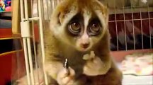 Slow Loris eating a Rice Ball