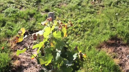 Gärung Teaser 5 (Jetzt auf DVD)