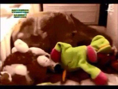 Voyage au centre de la vie - Les mammifères - Le chien