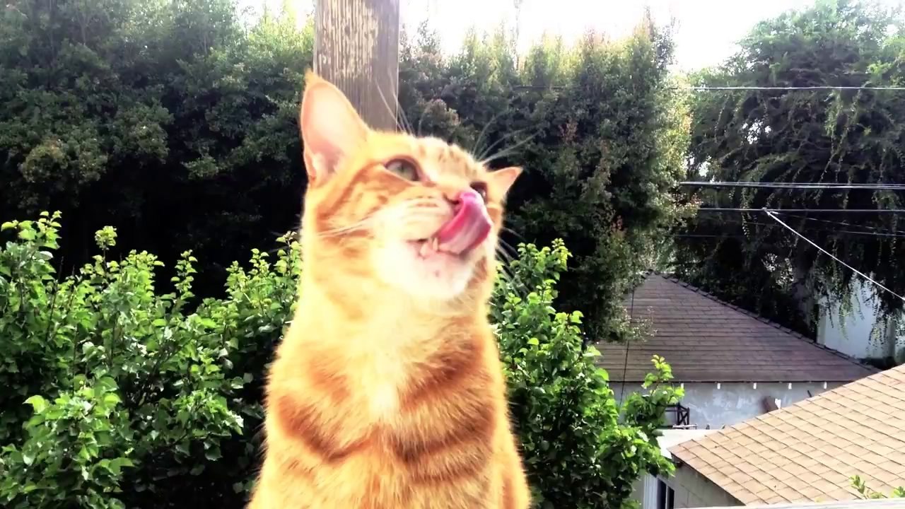 Loveable obsessive Cat