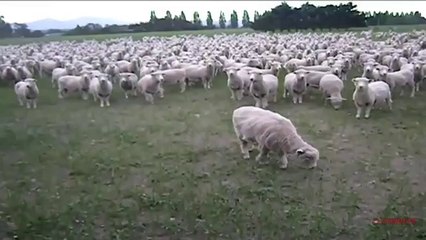 Sheep Protest_ - FREAKING HILARIOUS__