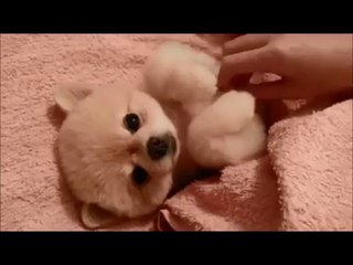 Puppy loves being tickled and request his master not to stop