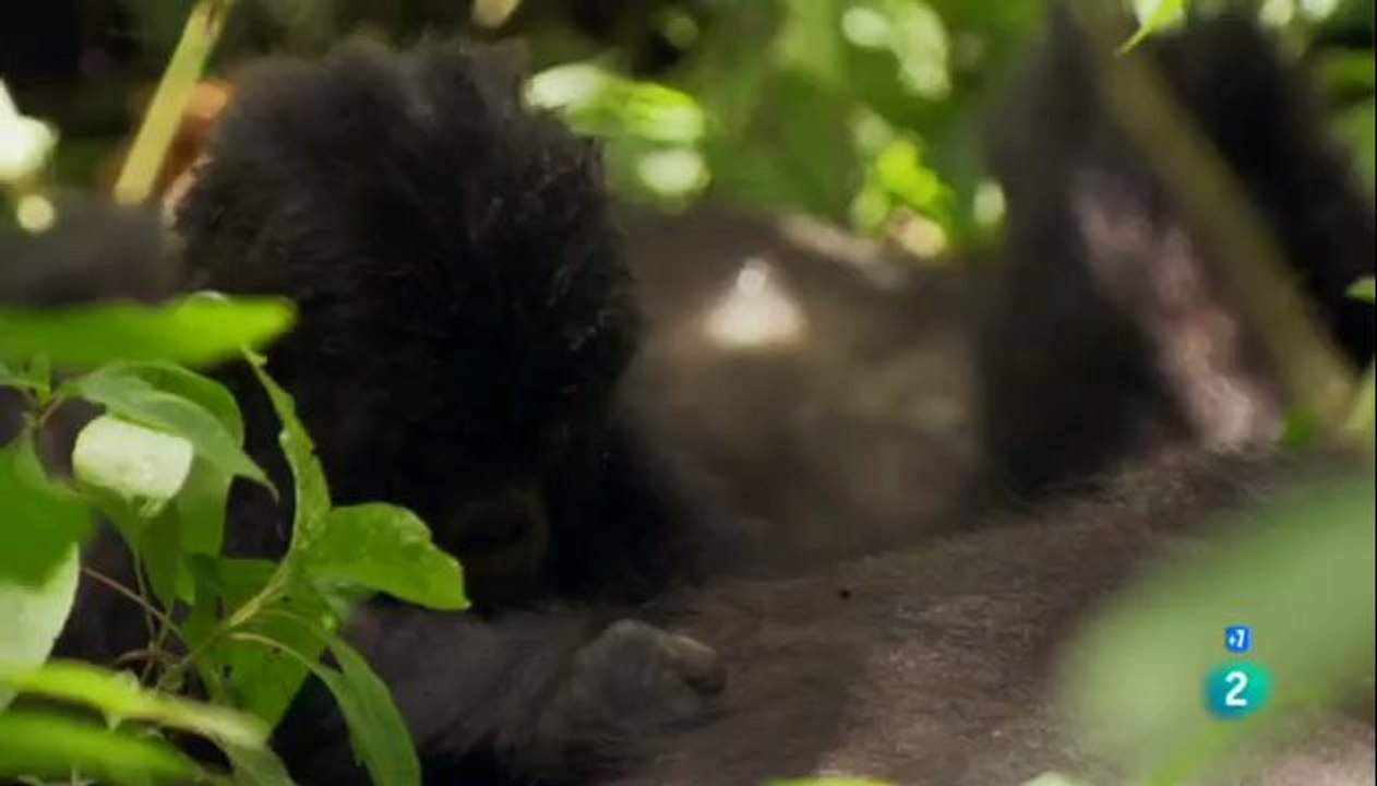 África 2 Sabana