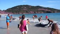 Sauvetage d'une trentaine de dauphins échoués sur une plage au Brésil