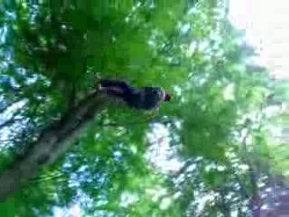 Tarzan