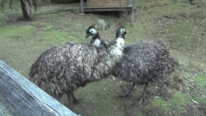 Emus Dancing the Tango