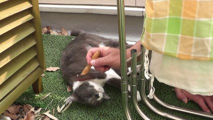 2,猫動画,猫写真,Kitten video,猫视频,Gatito de vídeo,cat pictures,120509