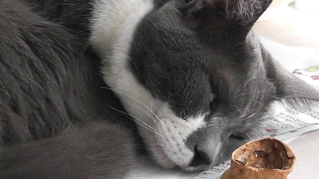 猫動画,Cat video,видео Кошка,Cat-Videos,videos de chat,2012-04-30_160919