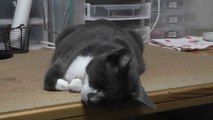 猫動画,Cat video,видео Кошка,Cat-Videos,videos de chat,2012-04-19_214310